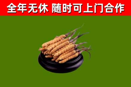 潍城区烟酒回收冬虫夏草.jpg